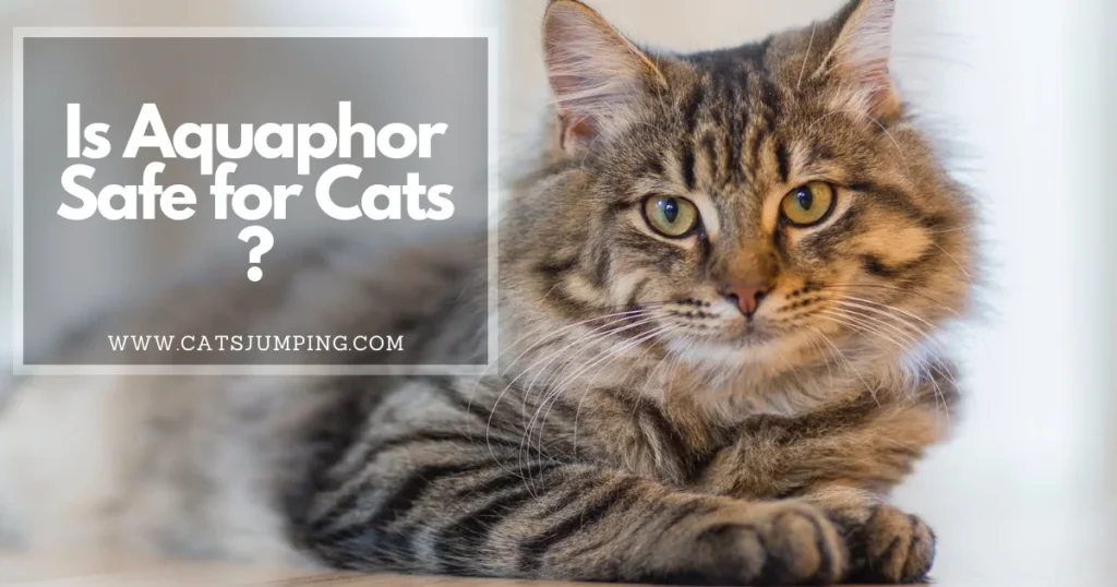 Is Aquaphor Safe for Cats
